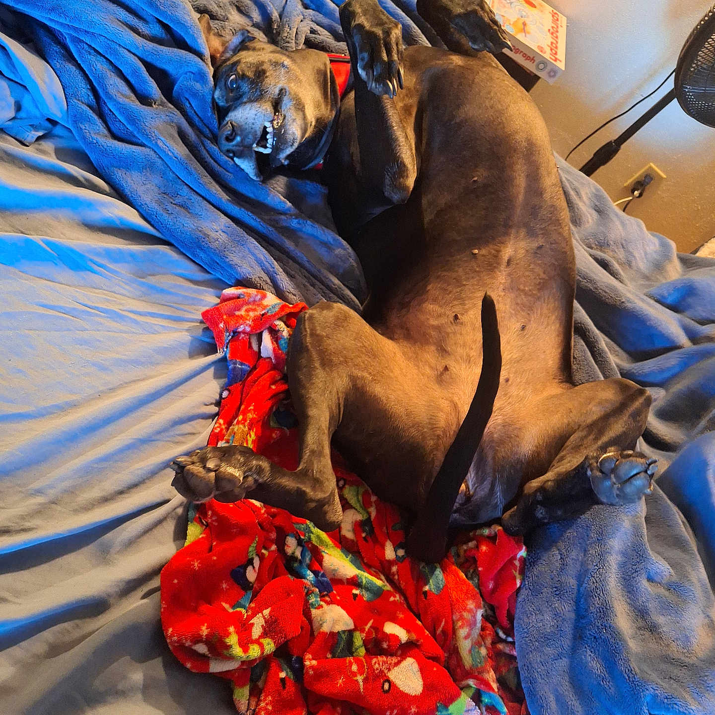 Pebbles is registered to the contest to win money with this photo: adult, animal, back, bed, blanket, bodypart, bulldog, canine, couch, dog, furniture, homedecor, hound, laundry, linen, male, man, person, pet, puppy