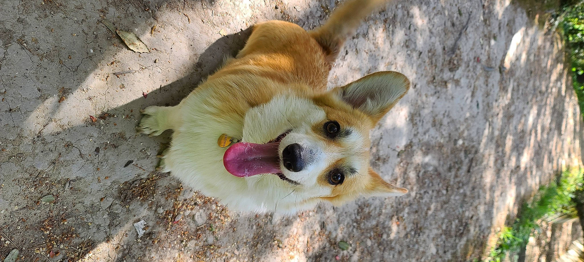 Holly a rejoint le concours — aidez-le/la à gagner de superbes lots ! ancient_dog_breeds, canis, carnivore, collar, companion_dog, dog, dog_breed, dog_collar, dog_supply, fawn, fur, german_spitz, german_spitz_mittel, indian_spitz, spitz, terrestrial_animal, volpino_italiano, whiskers, wood, working_animal