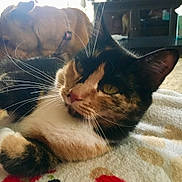 Millie joined the competition — help win amazing prizes! cat, calico_cat, dog, golden_retriever, pet, indoor, blanket, closeup, whiskers, fur, resting, animal, relaxed, domestic, companion, soft_light, face, ears, nose, eyes