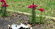 Millie joined the competition — help win amazing prizes! animal, calico_cat, cat, cute, feline, flora, flower, garden, grass, greenery, lily, lying_down, mulch, nature, outdoor, pet, plant, relaxing, summer, sunlight