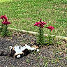 cat, calico_cat, flower, lily, garden, grass, mulch, outdoor, plant, pet, relaxing, nature, greenery, lying_down, sunlight, flora, animal, cute, feline, summer