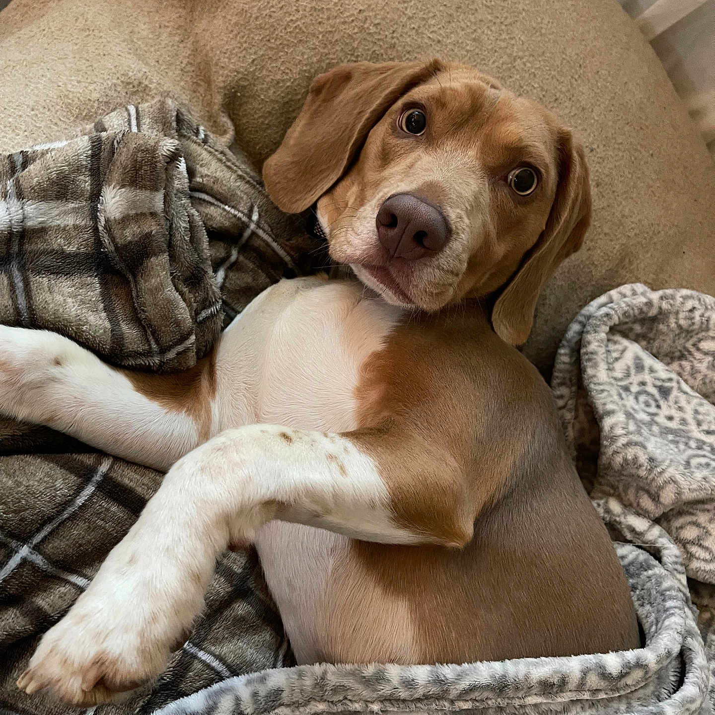 Thunder is registered to the contest to win money with this photo: dog, puppy, brown, white, blanket, cushion, indoor, pet, cute, fur, canine, resting, lying_down, looking_at_camera, ears, snout, paw, cozy, domestic_animal, animal