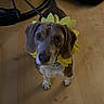 animal, brown, collar, costume, curious, cute, dog, domestic, ears, floor, household, indoor, leash, looking_up, pet, portrait, sunflower, white_chest, wooden_floor, yellow