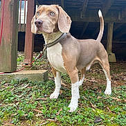 Thunder joined the competition — help win amazing prizes! dog, beagle, outdoor, greenery, leash, collar, wooden_deck, grass, moss, alert, pet, animal, nature, brown, white, ears, tail, ground, daylight, curious