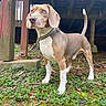 alert, animal, beagle, brown, collar, curious, daylight, dog, ears, grass, greenery, ground, leash, moss, nature, outdoor, pet, tail, white, wooden_deck