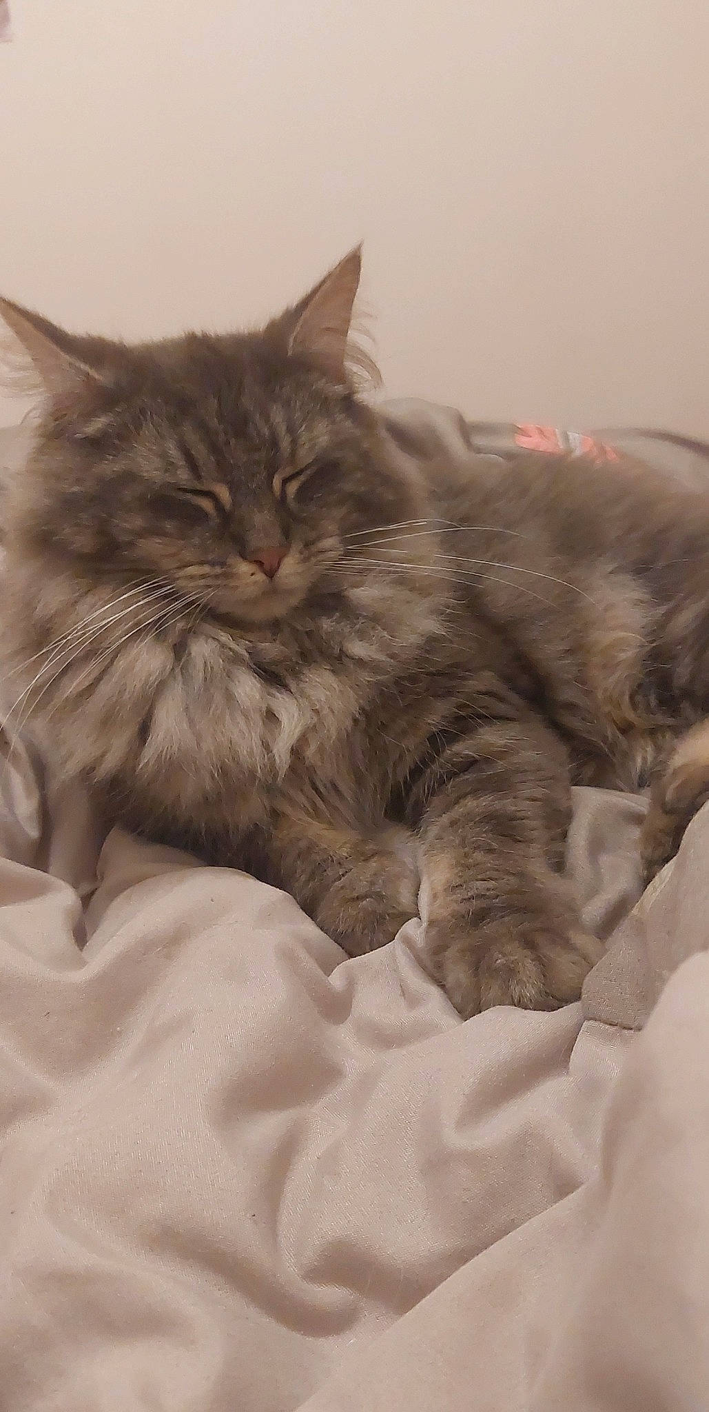 Lyloo participe au concours pour gagner de l'argent avec cette photo : british_longhair, carnivore, cat, claw, comfort, domestic_short_haired_cat, felidae, fur, grey, iris, maine_coon, nap, paw, sleep, small_to_medium_sized_cats, snout, terrestrial_animal, whiskers