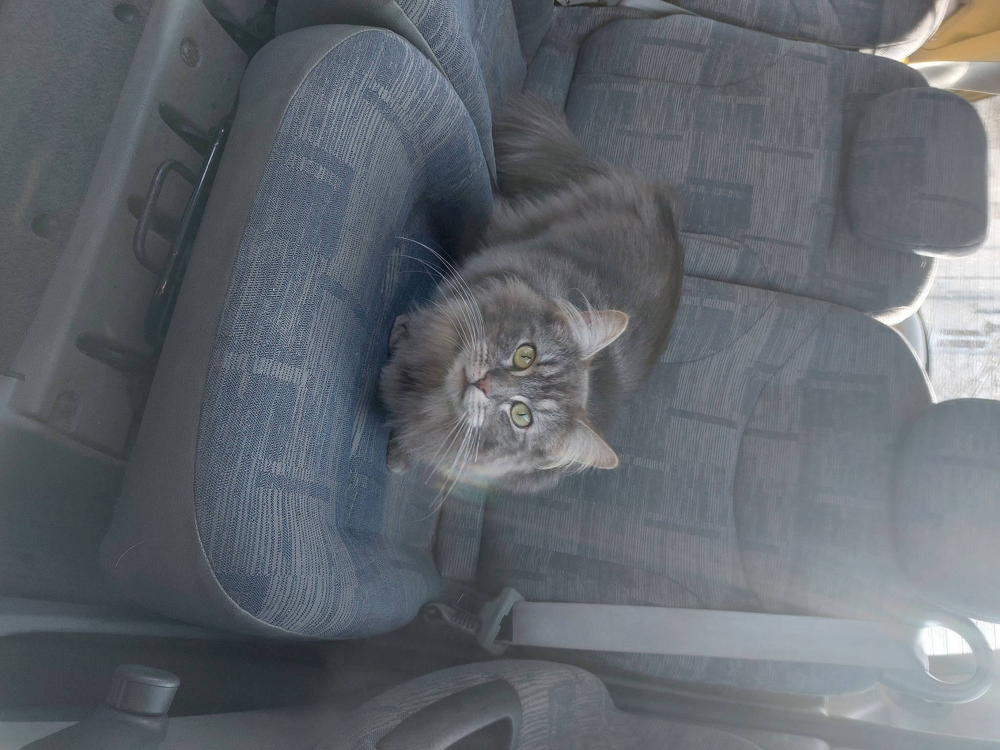 Lyloo participe au concours pour gagner de l'argent avec cette photo : auto_part, automotive_design, automotive_tire, car_seat, car_seat_cover, carnivore, cat, comfort, family_car, felidae, grey, luxury_vehicle, mid_size_car, motor_vehicle, plant, rim, small_to_medium_sized_cats, vehicle, vehicle_door, window