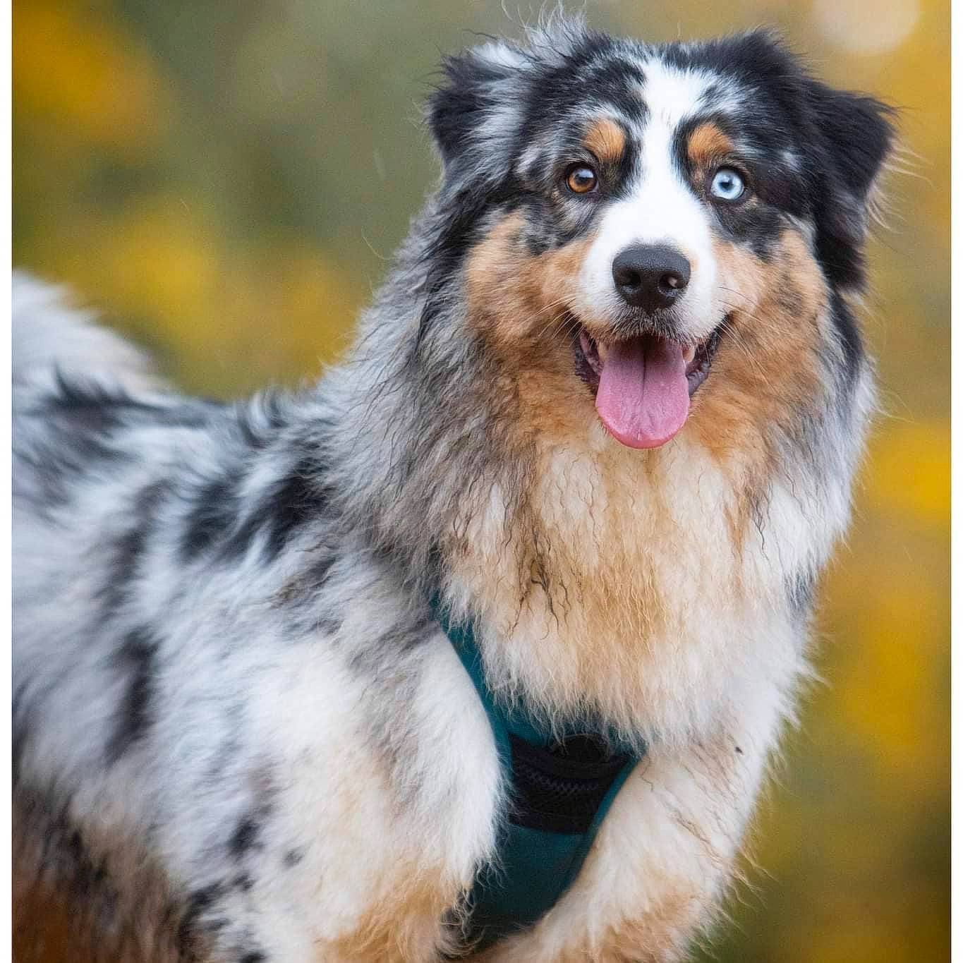 Roxy a rejoint le concours — aidez-le/la à gagner de superbes lots ! australian_shepherd, canidae, carnivore, companion_dog, dog, dog_breed, fur, grass, herding_dog, photography, plant, snout, sporting_group, terrestrial_animal, whiskers, working_dog