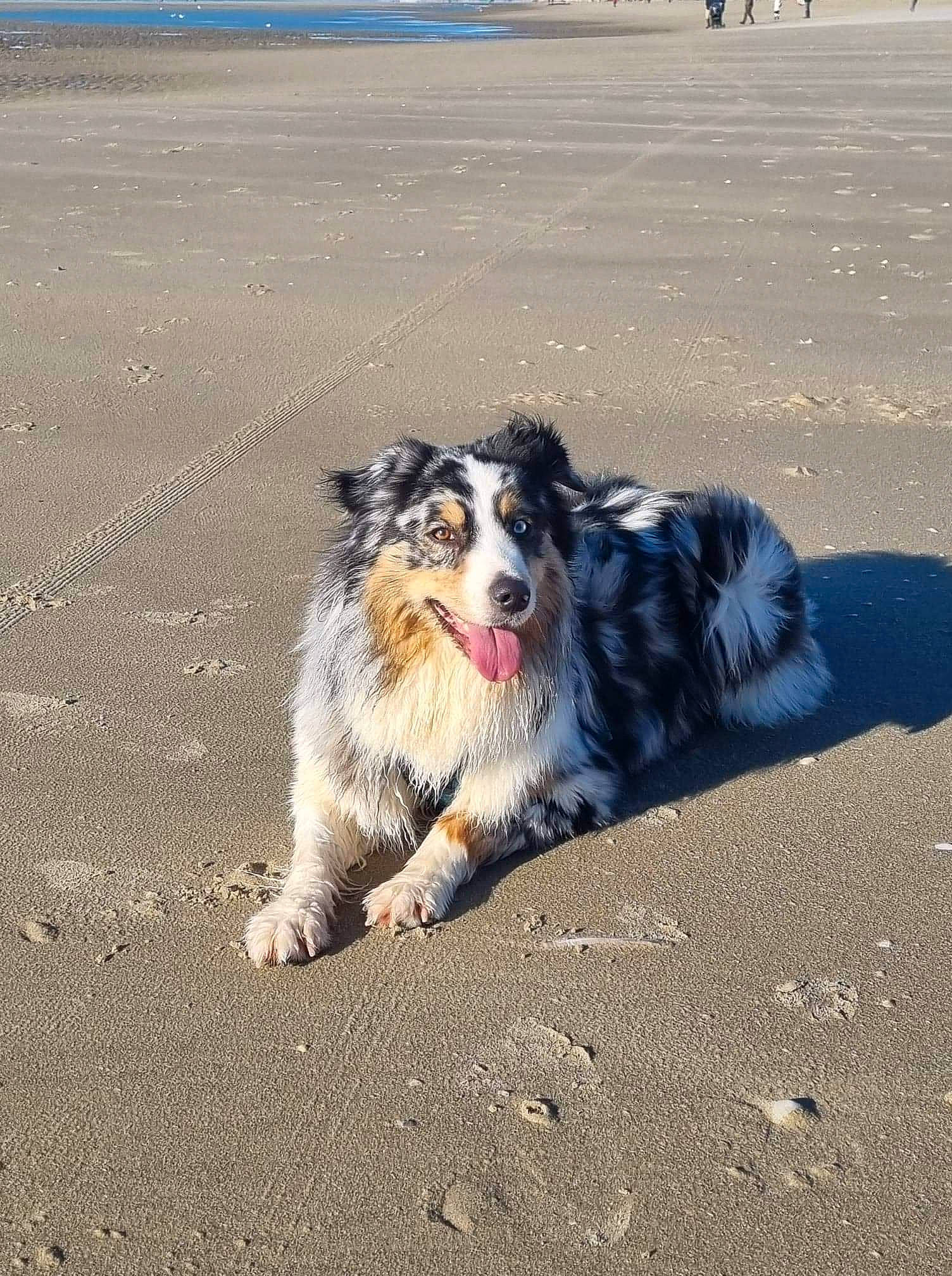 Roxy a rejoint le concours — aidez-le/la à gagner de superbes lots ! asphalt, beach, body_of_water, border_collie, canidae, carnivore, companion_dog, dog, dog_breed, fur, herding_dog, ocean, plant, road, road_surface, sand, shadow, sky, sporting_group, working_dog