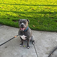 Chapo joined the competition — help win amazing prizes! dog, pitbull, sitting, sidewalk, grass, outdoor, daylight, happy, pet, collar, smiling, concrete, tree, basketball_court, park, paw, animal, canine, tongue, nature