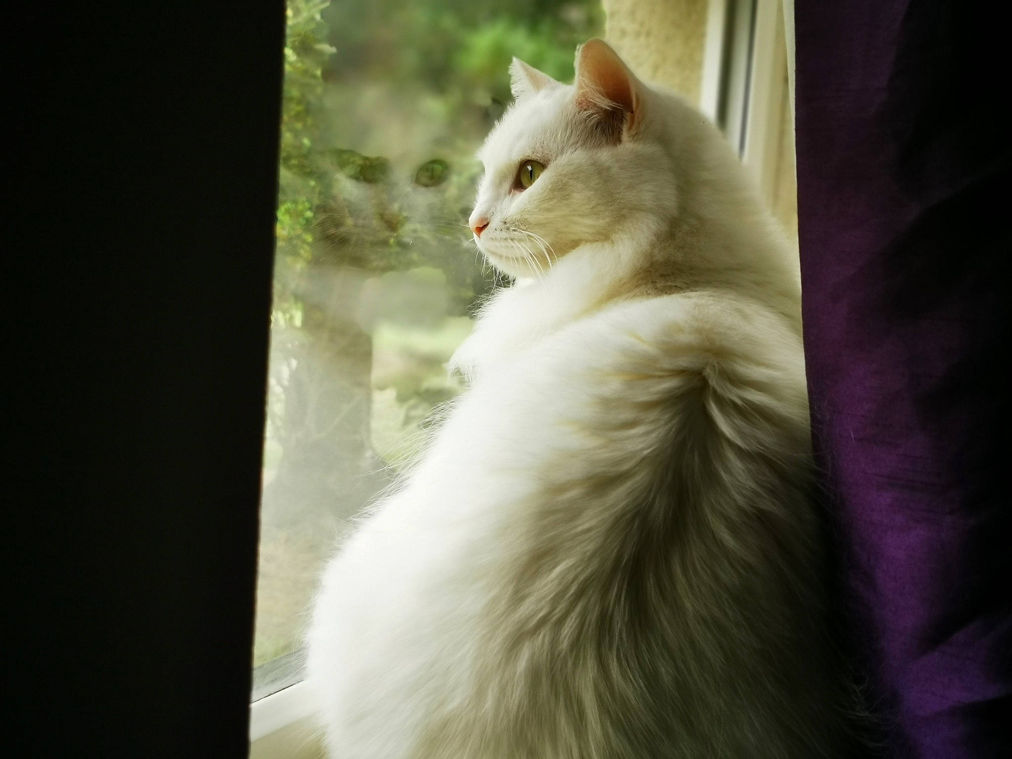 Bella is registered to the contest to win money with this photo: carnivore, cat, domestic_short_haired_cat, eye, fawn, felidae, fur, paw, small_to_medium_sized_cats, snout, tail, terrestrial_animal, whiskers, window