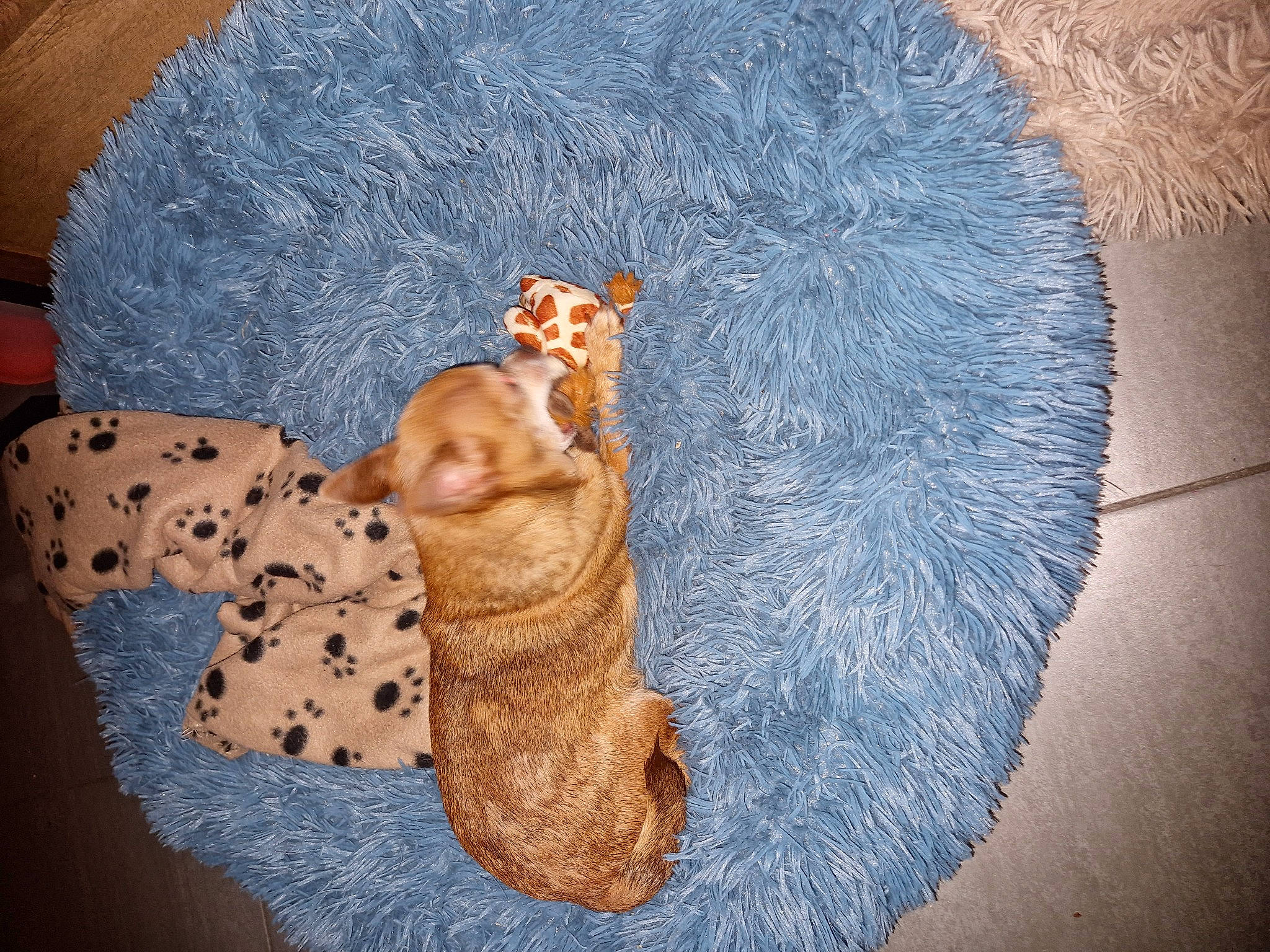 Lilo a rejoint le concours — aidez-le/la à gagner de superbes lots ! canidae, carnivore, comfort, companion_dog, dog_breed, electric_blue, fawn, felidae, fur, linens, paw, plush, small_to_medium_sized_cats, sporting_group, stuffed_toy, tail, textile, toy, whiskers, wool