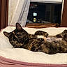 Daisy is registered to the contest to win money with this photo: animal, blinds, cat, cozy, curtains, cute, domestic, ears, eyes, feline, fluffy_bed, fur, home, indoor, pet_bed, relaxed, resting, tortoiseshell_cat, whiskers, window