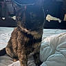 animal, background, bed, bedroom, cat, comforter, cozy, curious, domestic, ears, eyes, feline, fur, indoor, pet, sitting, soft_light, television, tortoiseshell, whiskers