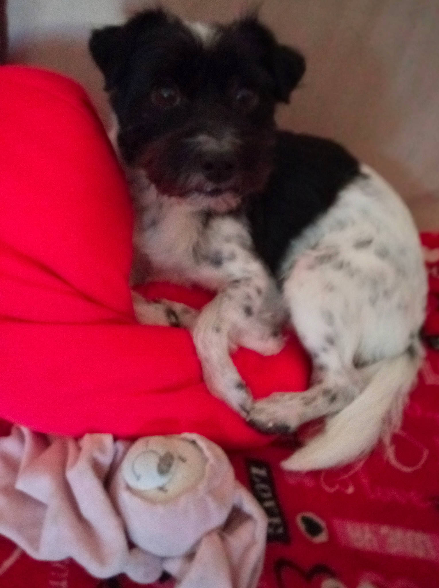 Olympe a rejoint le concours — aidez-le/la à gagner de superbes lots ! carmine, carnivore, comfort, companion_dog, dog, dog_breed, dog_supply, fur, linens, pattern, petal, rose, rose_family, rose_order, small_terrier, terrier, toy_dog, water_dog, working_animal, yorkipoo