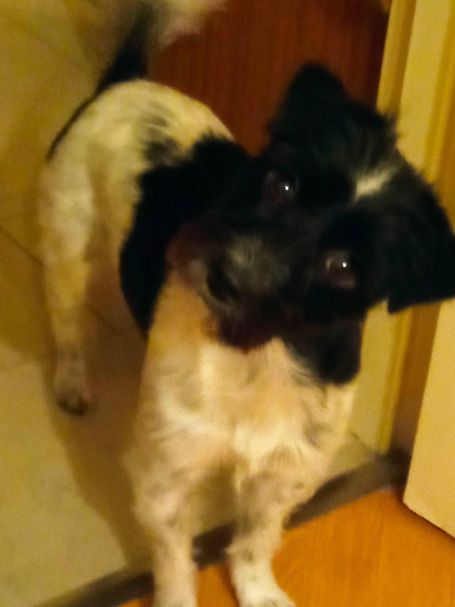 Olympe participe au concours pour gagner de l'argent avec cette photo : canidae, carnivore, companion_dog, dog, dog_breed, eye, flooring, fur, hardwood, non_sporting_group, paw, puppy, snout, sporting_group, tail, toy_dog, whiskers, wood, working_animal, working_dog