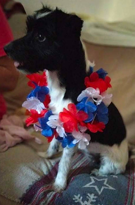 Olympe participe au concours pour gagner de l'argent avec cette photo : canidae, carnivore, collar, companion_dog, cut_flowers, dog, dog_breed, dog_collar, dog_supply, electric_blue, fawn, flower, fur, petal, plant, sporting_group, tail, toy, toy_dog, working_animal