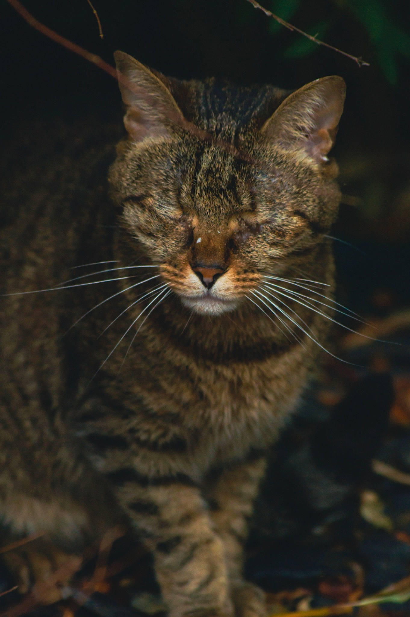 Oscar a rejoint le concours — aidez-le/la à gagner de superbes lots ! carnivore, cat, darkness, domestic_short_haired_cat, fawn, felidae, fur, grass, lynx, night, paw, small_to_medium_sized_cats, snout, tail, terrestrial_animal, tree, whiskers, wildlife