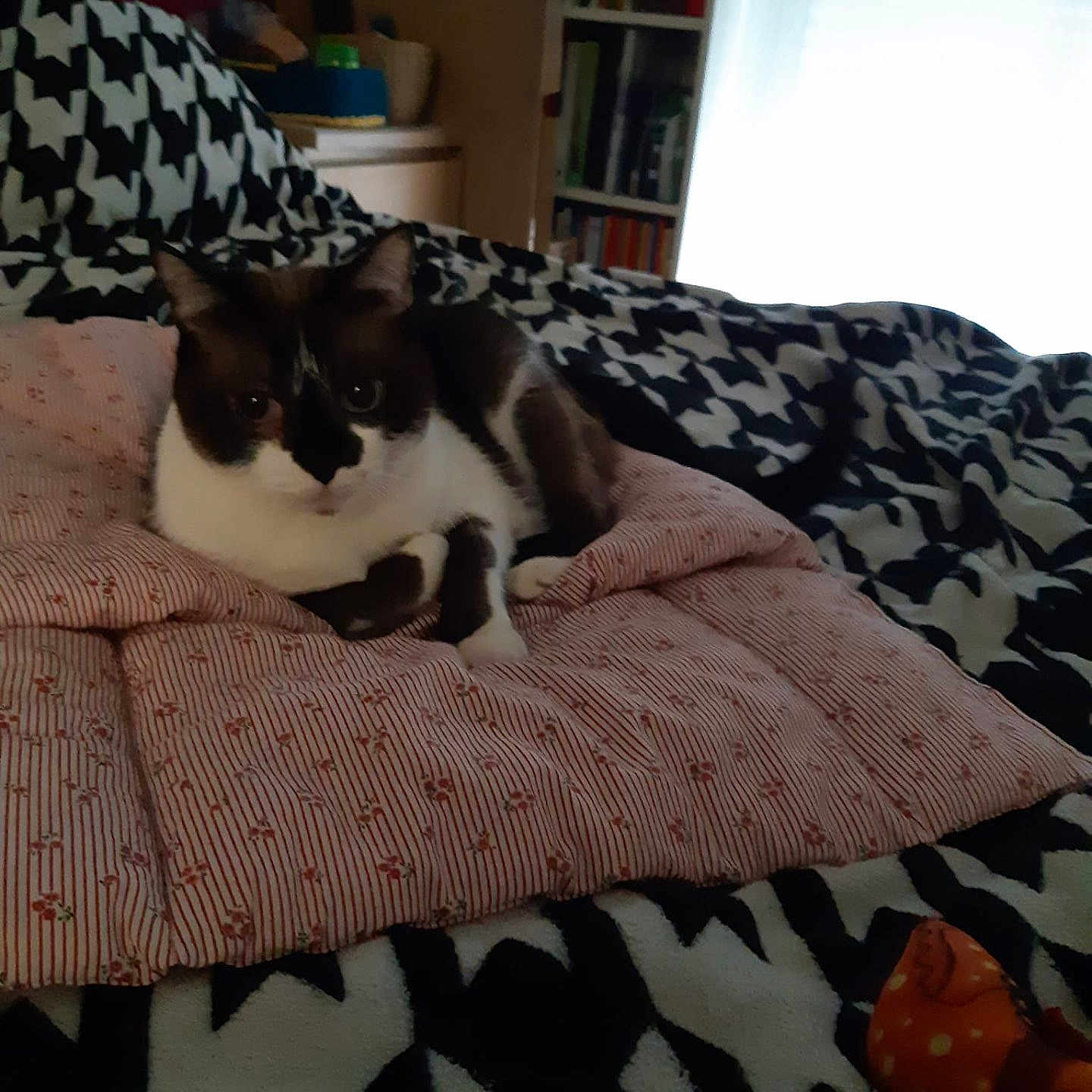 Zazou