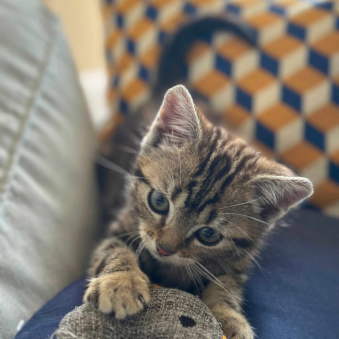 Simba participe au concours pour gagner de l'argent avec cette photo : abyssinian, angora, animal, blanket, cat, couch, cushion, furniture, homedecor, kitten, manx, person, pet