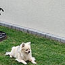 animal, calm, canine, dog, domestic_animal, fluffy, fur, garden, grass, green, lawn, nature, outdoor, pet, quiet, relaxed, resting, small_dog, summer, white_wall