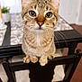 Asher is registered to the contest to win money with this photo: cat, tabby_cat, green_eyes, whiskers, chair, wooden_furniture, dining_room, indoor, pet, animal, curious, close_up, feline, domestic_cat, ears, table, plant, paws, focus, portrait