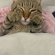 Asher is registered to the contest to win money with this photo: cat, tabby, paws, blanket, cozy, cute, sleepy, fur, indoor, pet, animal, resting, cute_pose, closeup, whiskers, ears, feline, soft, comfort, nap_time