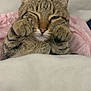 cat, tabby, paws, blanket, cozy, cute, sleepy, fur, indoor, pet, animal, resting, cute_pose, closeup, whiskers, ears, feline, soft, comfort, nap_time