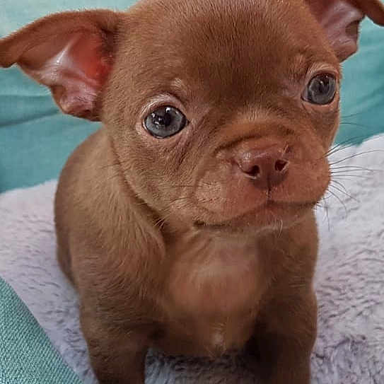 Ruby