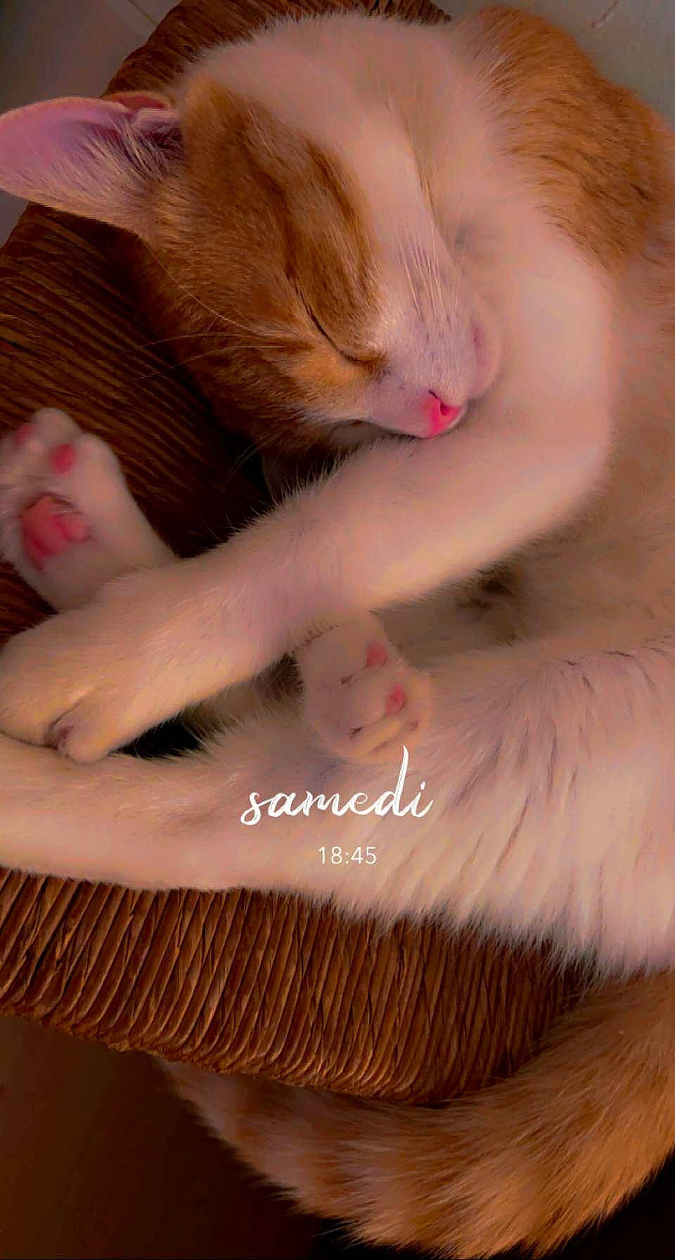 Rooky a rejoint le concours — aidez-le/la à gagner de superbes lots ! carnivore, cat, child, claw, comfort, ear, eyelash, fawn, felidae, finger, fur, gesture, nail, paw, pink, skin, small_to_medium_sized_cats, thumb, whiskers, wrist