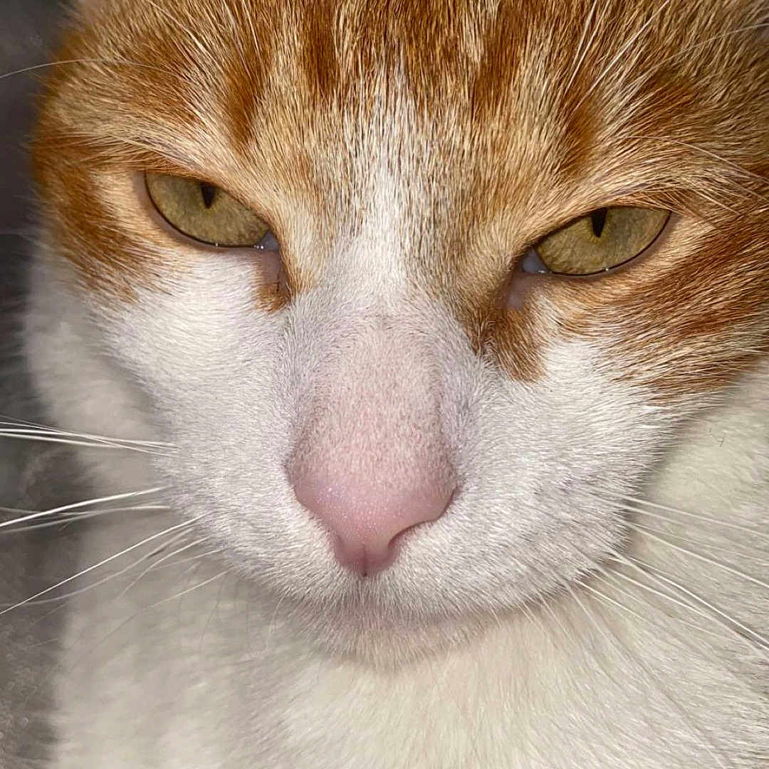 Rooky participe au concours pour gagner de l'argent avec cette photo : abyssinian, angora, animal, cat, citrusfruit, food, fruit, kitten, manx, orange, pet, plant, produce, siamese, snout