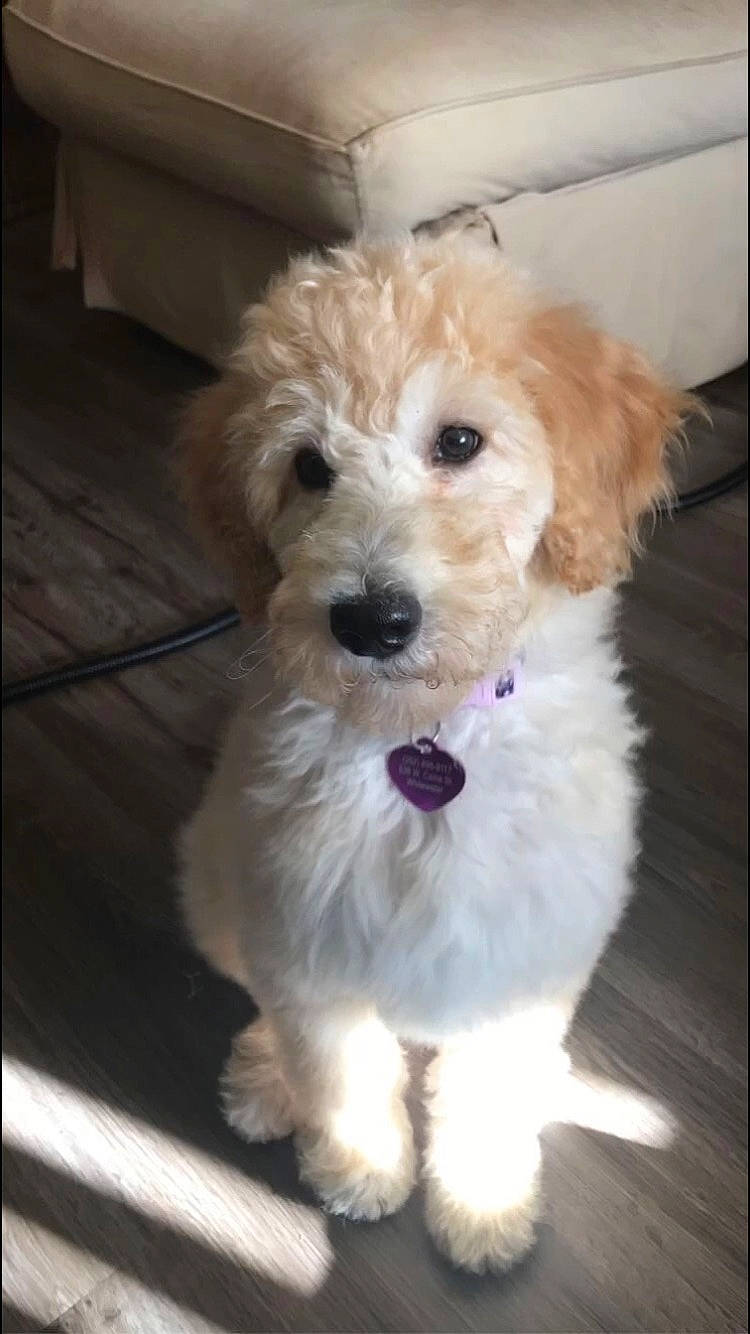 Iyla joined the competition — help win amazing prizes! canidae, carnivore, collar, companion_dog, dog, dog_breed, dog_collar, fur, maltepoo, mammal, pet_supply, puppy, small_terrier, snout, sporting_group, terrier, toy_dog, vertebrate, water_dog, working_animal