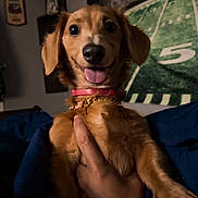 Colton Rae Roberson joined the competition — help win amazing prizes! animal, brown_fur, canine, close_up, collar, companion, cozy, cute, dog, domestic, friendly, hand_holding, happy, indoor, pet, portrait, small_dog, sports_theme, tongue_out, wall_art