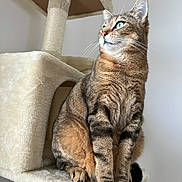 Bounty participe au concours pour gagner de l'argent avec cette photo : animal, calm, cat, cat_tree, cute, domestic_cat, feline, fur, furniture, green_eyes, household, indoor, looking_away, paws, pet, portrait, sitting, soft_texture, tabby, whiskers