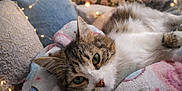 Happyna a rejoint le concours — aidez-le/la à gagner de superbes lots ! bedding, blanket, bokeh, cat, closeup, cozy, fairy_lights, flowers, fur, green_eyes, indoor, paws, pet, pillow, plush, portrait, relaxed, soft_texture, tabby_cat, whiskers