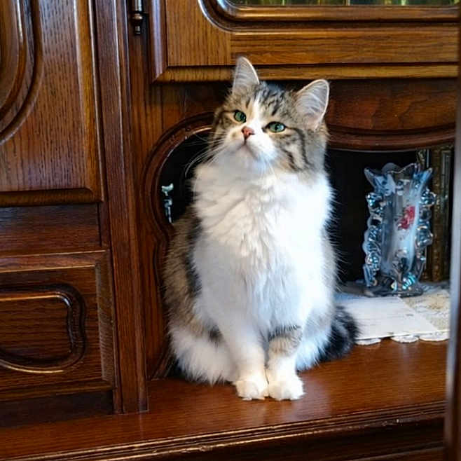 Happyna participe au concours pour gagner de l'argent avec cette photo : antique, cabinet, cat, cozy, decorative, doily, feline, fluffy, fur, green_eyes, home_decor, indoor, pet, porcelain, portrait, shelf, sitting, vase, whiskers, wooden_furniture