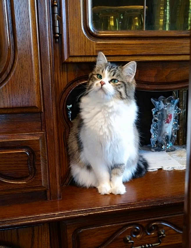 Happyna participe au concours pour gagner de l'argent avec cette photo : antique, cabinet, cat, cozy, decorative, doily, feline, fluffy, fur, green_eyes, home_decor, indoor, pet, porcelain, portrait, shelf, sitting, vase, whiskers, wooden_furniture