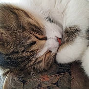 Happyna a rejoint le concours — aidez-le/la à gagner de superbes lots ! blanket, cat, close_up, cozy, curled_up, domestic_cat, feline, fur, indoor, nap, paw, pet, pink_nose, portrait, relaxed, sleeping, soft, tabby, whiskers, white_fur