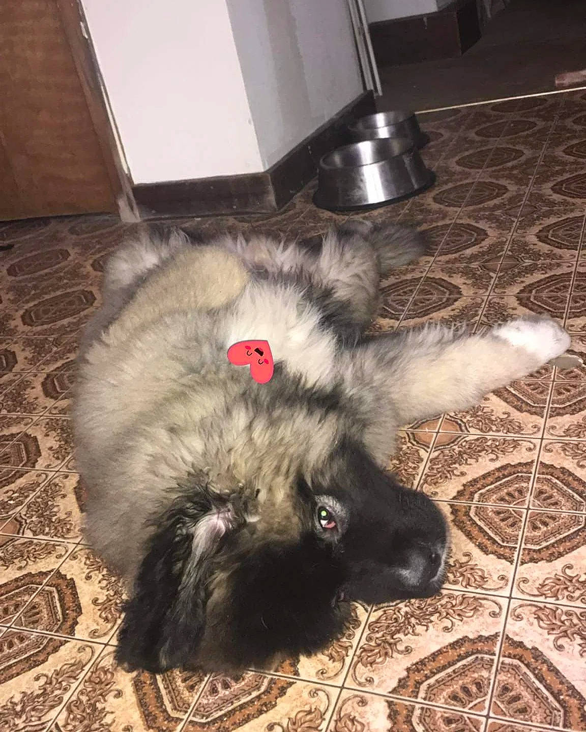 Krypto is registered to the contest to win money with this photo: canidae, carnivore, cat, claw, comfort, companion_dog, dog_breed, felidae, flooring, foot, fur, hardwood, paw, small_to_medium_sized_cats, snout, sporting_group, tail, whiskers, wood, working_animal