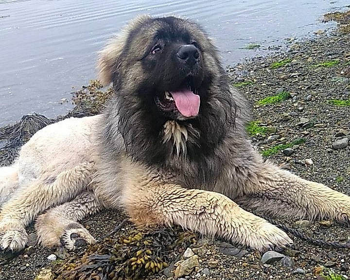 Krypto joined the competition — help win amazing prizes! ancient_dog_breeds, canidae, carnivore, caucasian_shepherd_dog, companion_dog, dog, dog_breed, estrela_mountain_dog, giant_dog_breed, grass, lake, snout, soil, sporting_group, terrestrial_animal, water, wildlife, working_animal, working_dog