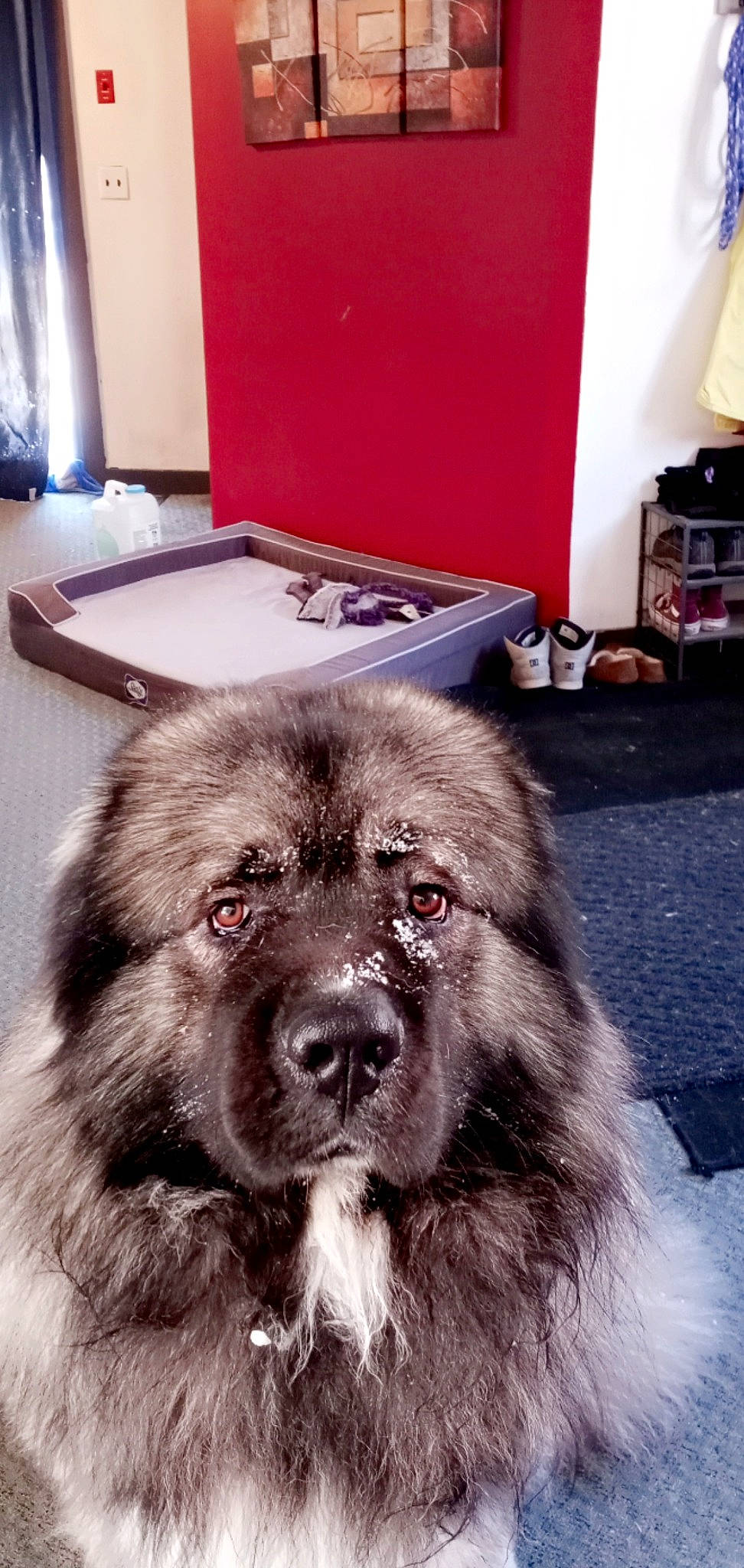 Krypto is registered to the contest to win money with this photo: ancient_dog_breeds, canidae, carnivore, companion_dog, dog, dog_breed, flooring, fur, liver, non_sporting_group, puppy, snout, sporting_group, whiskers, working_animal, working_dog