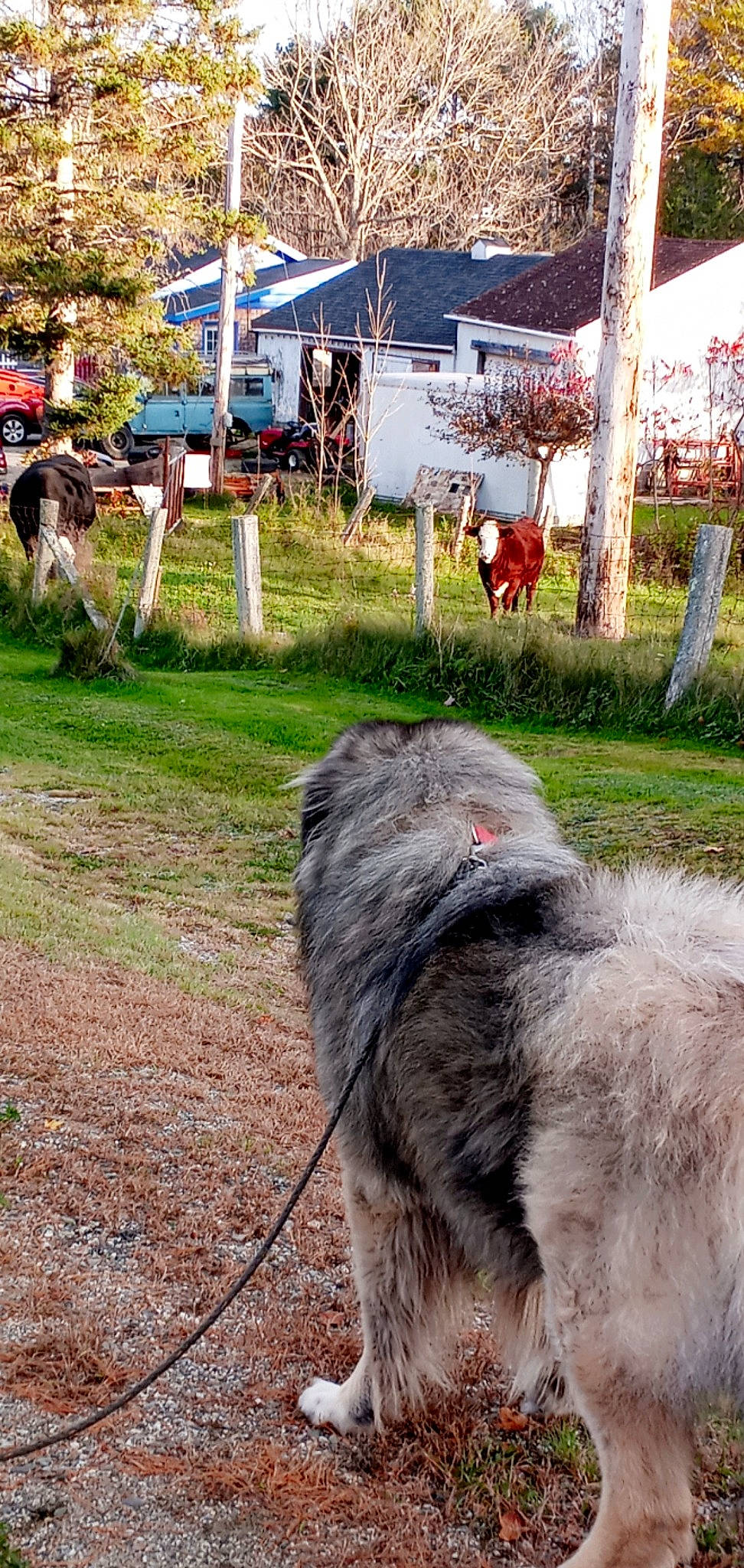 Krypto is registered to the contest to win money with this photo: canidae, carnivore, collar, companion_dog, dog, dog_breed, dog_collar, fur, grass, leash, pack_animal, pet_supply, plant, snout, soil, sporting_group, tail, terrier, tree, working_animal