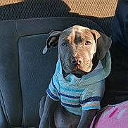 Diamond is registered to the contest to win money with this photo: puppy, dog, pet, sweater, clothing, car_seat, indoor, sunlight, shadow, animal, cute, young_dog, portrait, sitting, cozy, gray_dog, companion, relaxed, warm_light, travel