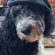 Lyoka participe au concours pour gagner de l'argent avec cette photo : dog, black_and_white, curly_fur, hat, indoor, pet, canine, flat_cap, fur, close_up, looking_at_camera, domestic_animal, wooden_furniture, floor, nostrils, whiskers, collar, snout, ears, portrait