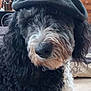 dog, black_and_white, curly_fur, hat, indoor, pet, canine, flat_cap, fur, close_up, looking_at_camera, domestic_animal, wooden_furniture, floor, nostrils, whiskers, collar, snout, ears, portrait