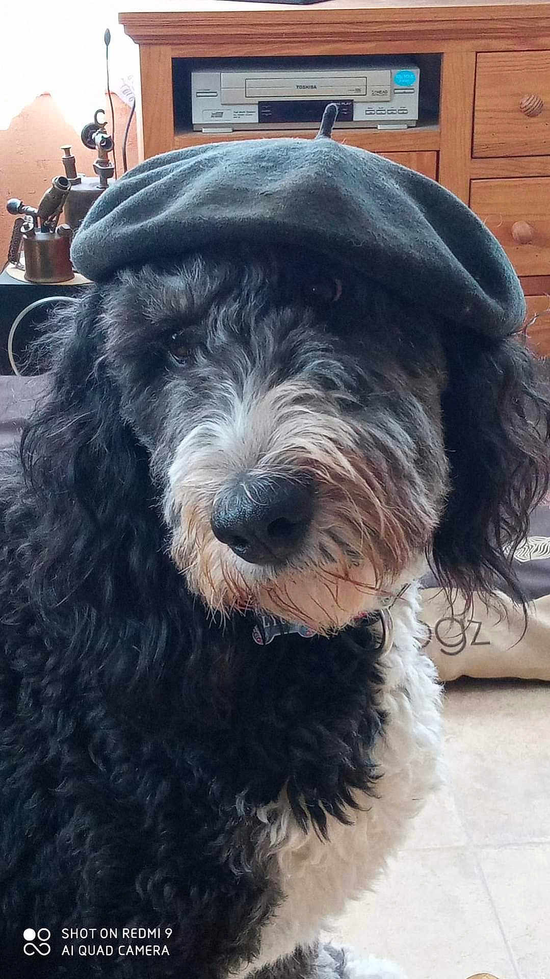 Lyoka participe au concours pour gagner de l'argent avec cette photo : dog, black_and_white, curly_fur, hat, indoor, pet, canine, flat_cap, fur, close_up, looking_at_camera, domestic_animal, wooden_furniture, floor, nostrils, whiskers, collar, snout, ears, portrait