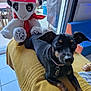 Kyara a rejoint le concours — aidez-le/la à gagner de superbes lots ! animal, architecture, baby, box, building, canine, chair, chihuahua, couch, cushion, dog, furniture, head, homedecor, hound, mascot, person, pet, puppy, toy