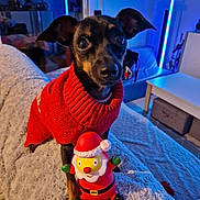Kyara a rejoint le concours — aidez-le/la à gagner de superbes lots ! accessories, animal, architecture, bag, building, canine, clothing, couch, dog, furniture, handbag, hat, indoors, knitwear, livingroom, person, pet, puppy, sweater, toy