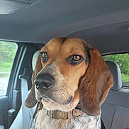 Rayland joined the competition — help win amazing prizes! animal, beagle, black, brown, calm, car_interior, collar, dog, ears, fur, outdoor, pet, portrait, seat, seatbelt, snout, spotting, vehicle, white, window