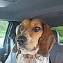 animal, beagle, black, brown, calm, car_interior, collar, dog, ears, fur, outdoor, pet, portrait, seat, seatbelt, snout, spotting, vehicle, white, window
